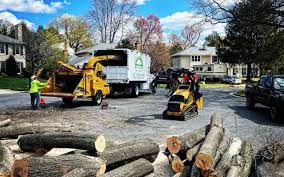 Trusted Necedah, WI Tree Care Services Experts