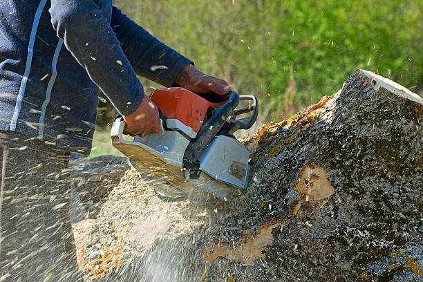  Necedah, WI Tree Care Services Pros